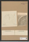 Craspedoporus truani Pant. (de-Toni-Nr.: Genus 180, Species 4484) Zeichnungen Sammlung Grunow Nr. 8050 (NHMW-BOT-W0377361)